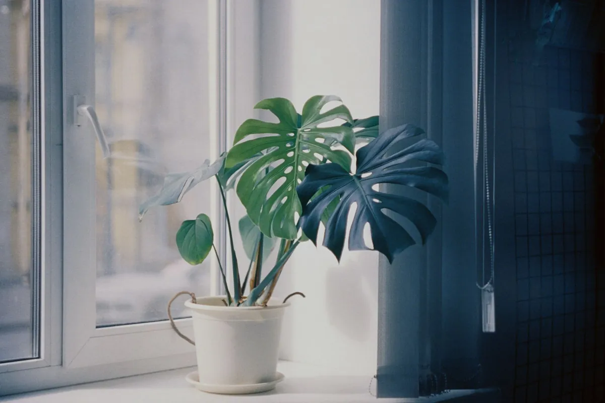 Sala de atención luminosa con plantas